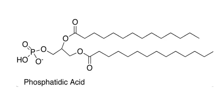 What is PA (Phosphatidic Acid)? Why is it Important for Building Muscle and Burning Fat?